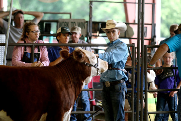 Dustin Denton herefords 2